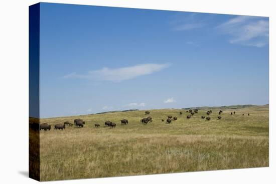 Portrait of American Bison Grazing in the Grasslands, North Dakota-Angel Wynn-Stretched Canvas