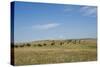 Portrait of American Bison Grazing in the Grasslands, North Dakota-Angel Wynn-Stretched Canvas