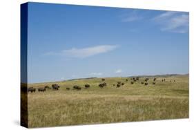 Portrait of American Bison Grazing in the Grasslands, North Dakota-Angel Wynn-Stretched Canvas