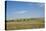 Portrait of American Bison Grazing in the Grasslands, North Dakota-Angel Wynn-Stretched Canvas