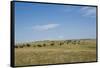 Portrait of American Bison Grazing in the Grasslands, North Dakota-Angel Wynn-Framed Stretched Canvas