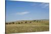 Portrait of American Bison Grazing in the Grasslands, North Dakota-Angel Wynn-Stretched Canvas