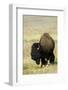 Portrait of American Bison Grazing in the Grasslands, North Dakota-Angel Wynn-Framed Photographic Print