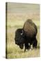 Portrait of American Bison Grazing in the Grasslands, North Dakota-Angel Wynn-Stretched Canvas