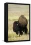 Portrait of American Bison Grazing in the Grasslands, North Dakota-Angel Wynn-Framed Stretched Canvas