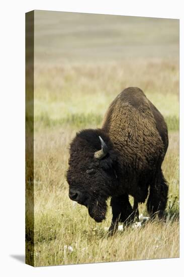 Portrait of American Bison Grazing in the Grasslands, North Dakota-Angel Wynn-Stretched Canvas