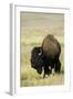 Portrait of American Bison Grazing in the Grasslands, North Dakota-Angel Wynn-Framed Photographic Print