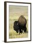 Portrait of American Bison Grazing in the Grasslands, North Dakota-Angel Wynn-Framed Photographic Print