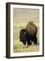 Portrait of American Bison Grazing in the Grasslands, North Dakota-Angel Wynn-Framed Photographic Print