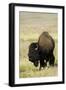 Portrait of American Bison Grazing in the Grasslands, North Dakota-Angel Wynn-Framed Photographic Print