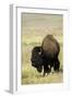 Portrait of American Bison Grazing in the Grasslands, North Dakota-Angel Wynn-Framed Photographic Print