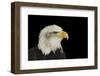 Portrait of American Symbol Bald Eagle Isolated on Black-Veneratio-Framed Photographic Print
