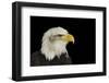 Portrait of American Symbol Bald Eagle Isolated on Black-Veneratio-Framed Photographic Print