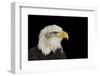 Portrait of American Symbol Bald Eagle Isolated on Black-Veneratio-Framed Photographic Print