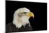 Portrait of American Symbol Bald Eagle Isolated on Black-Veneratio-Mounted Photographic Print