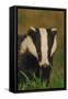 Portrait of an Adult Badger (Meles Meles), Derbyshire, UK-Andrew Parkinson-Framed Stretched Canvas