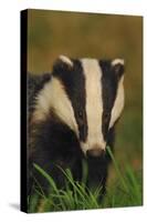 Portrait of an Adult Badger (Meles Meles), Derbyshire, UK-Andrew Parkinson-Stretched Canvas