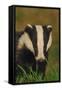 Portrait of an Adult Badger (Meles Meles), Derbyshire, UK-Andrew Parkinson-Framed Stretched Canvas