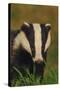 Portrait of an Adult Badger (Meles Meles), Derbyshire, UK-Andrew Parkinson-Stretched Canvas