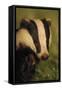 Portrait of an Adult Badger (Meles Meles), Derbyshire, UK-Andrew Parkinson-Framed Stretched Canvas