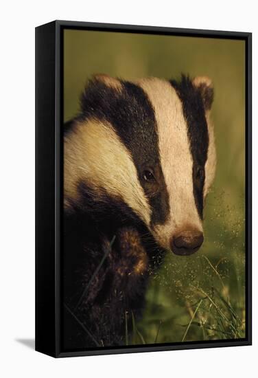 Portrait of an Adult Badger (Meles Meles), Derbyshire, UK-Andrew Parkinson-Framed Stretched Canvas