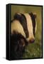 Portrait of an Adult Badger (Meles Meles), Derbyshire, UK-Andrew Parkinson-Framed Stretched Canvas