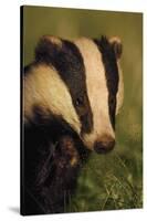 Portrait of an Adult Badger (Meles Meles), Derbyshire, UK-Andrew Parkinson-Stretched Canvas