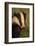 Portrait of an Adult Badger (Meles Meles), Derbyshire, UK-Andrew Parkinson-Framed Photographic Print