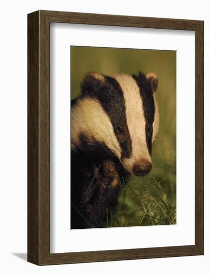 Portrait of an Adult Badger (Meles Meles), Derbyshire, UK-Andrew Parkinson-Framed Photographic Print