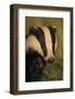 Portrait of an Adult Badger (Meles Meles), Derbyshire, UK-Andrew Parkinson-Framed Photographic Print