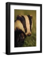 Portrait of an Adult Badger (Meles Meles), Derbyshire, UK-Andrew Parkinson-Framed Photographic Print