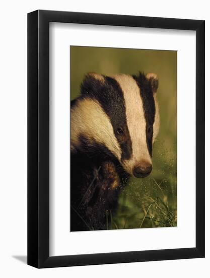 Portrait of an Adult Badger (Meles Meles), Derbyshire, UK-Andrew Parkinson-Framed Photographic Print