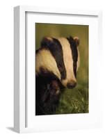 Portrait of an Adult Badger (Meles Meles), Derbyshire, UK-Andrew Parkinson-Framed Photographic Print