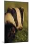 Portrait of an Adult Badger (Meles Meles), Derbyshire, UK-Andrew Parkinson-Mounted Photographic Print