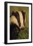 Portrait of an Adult Badger (Meles Meles), Derbyshire, UK-Andrew Parkinson-Framed Photographic Print