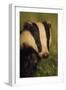 Portrait of an Adult Badger (Meles Meles), Derbyshire, UK-Andrew Parkinson-Framed Photographic Print