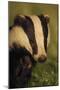 Portrait of an Adult Badger (Meles Meles), Derbyshire, UK-Andrew Parkinson-Mounted Photographic Print