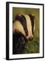 Portrait of an Adult Badger (Meles Meles), Derbyshire, UK-Andrew Parkinson-Framed Photographic Print