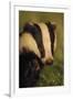 Portrait of an Adult Badger (Meles Meles), Derbyshire, UK-Andrew Parkinson-Framed Photographic Print