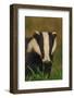 Portrait of an Adult Badger (Meles Meles), Derbyshire, UK-Andrew Parkinson-Framed Photographic Print