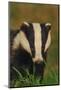 Portrait of an Adult Badger (Meles Meles), Derbyshire, UK-Andrew Parkinson-Mounted Photographic Print