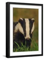 Portrait of an Adult Badger (Meles Meles), Derbyshire, UK-Andrew Parkinson-Framed Photographic Print