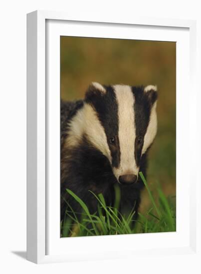 Portrait of an Adult Badger (Meles Meles), Derbyshire, UK-Andrew Parkinson-Framed Photographic Print