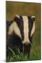 Portrait of an Adult Badger (Meles Meles), Derbyshire, UK-Andrew Parkinson-Mounted Photographic Print
