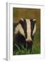 Portrait of an Adult Badger (Meles Meles), Derbyshire, UK-Andrew Parkinson-Framed Photographic Print