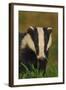 Portrait of an Adult Badger (Meles Meles), Derbyshire, UK-Andrew Parkinson-Framed Photographic Print