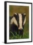 Portrait of an Adult Badger (Meles Meles), Derbyshire, UK-Andrew Parkinson-Framed Photographic Print