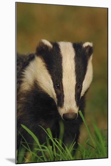 Portrait of an Adult Badger (Meles Meles), Derbyshire, UK-Andrew Parkinson-Mounted Photographic Print