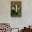 Portrait of an Adult Badger (Meles Meles), Derbyshire, UK-Andrew Parkinson-Stretched Canvas displayed on a wall