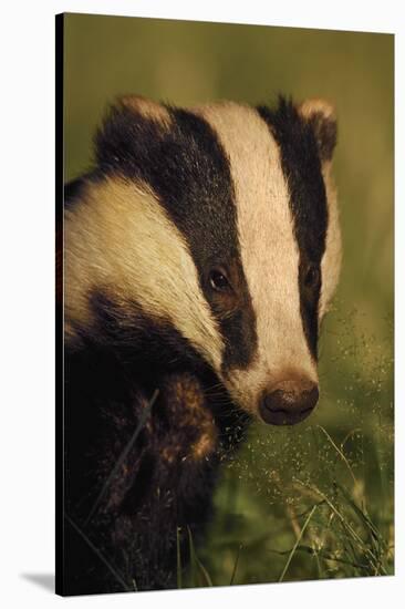 Portrait of an Adult Badger (Meles Meles), Derbyshire, UK-Andrew Parkinson-Stretched Canvas